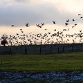 Wildgänse am Niederrhein