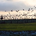 Wildgänse am Niederrhein