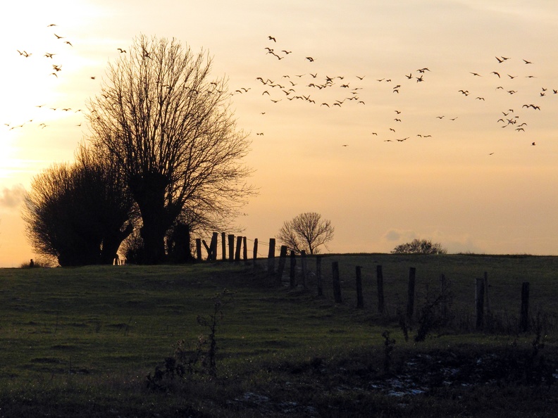Kurz vor der Dunkelheit suchen die am Niederrhein überwinternden Wildgänse einen sicheren Platz für die Nacht. Sie fliegen bis es stockdunkel ist. wildgaense_0561.jpg