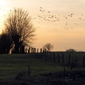 Wildgänse im Flug