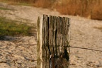 Zaunpfahl 2