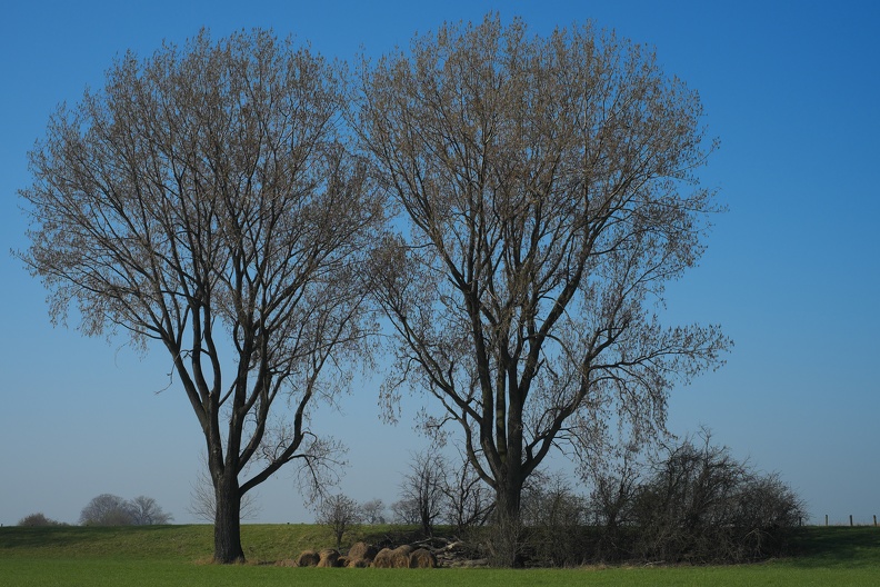 Zwei Bäume am Rhein