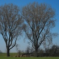 Zwei Bäume am Rhein