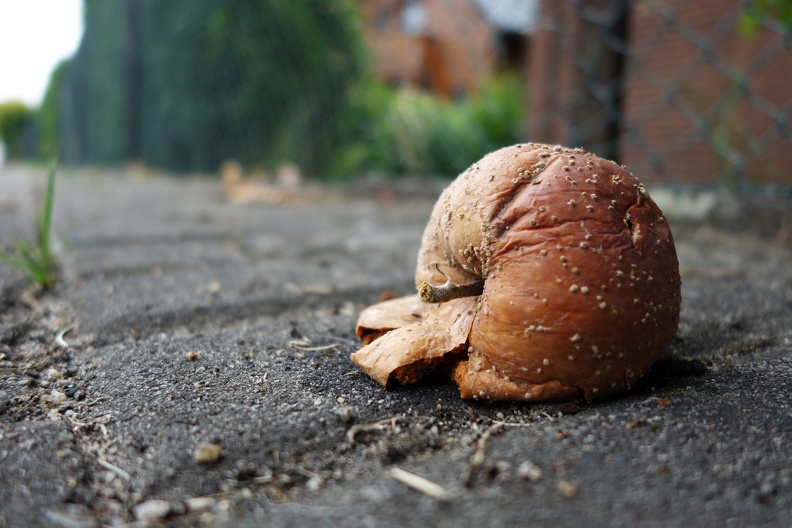 Apfel fällt nicht weit