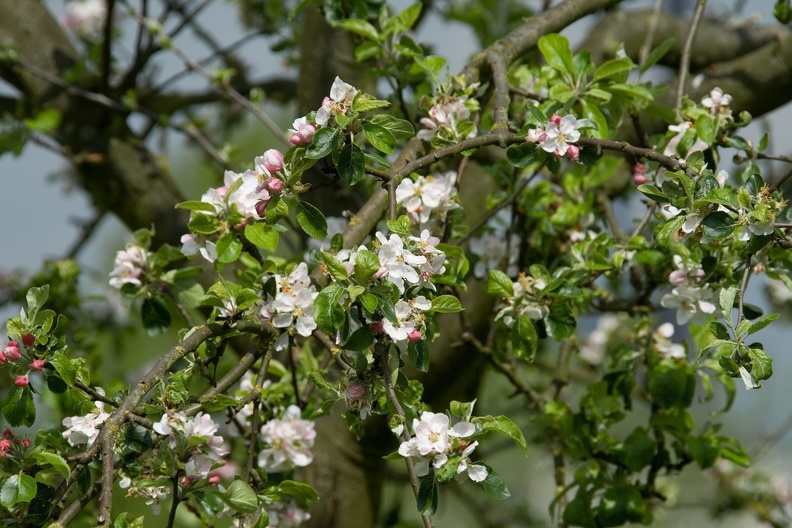 Kirschblüte