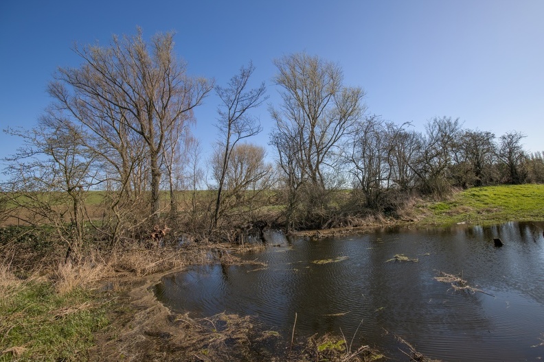 Durch die beiden Hochwasserwellen im Februar und März sind die Bodensenken mit Wasser gefüllt blaenke_0538.jpg