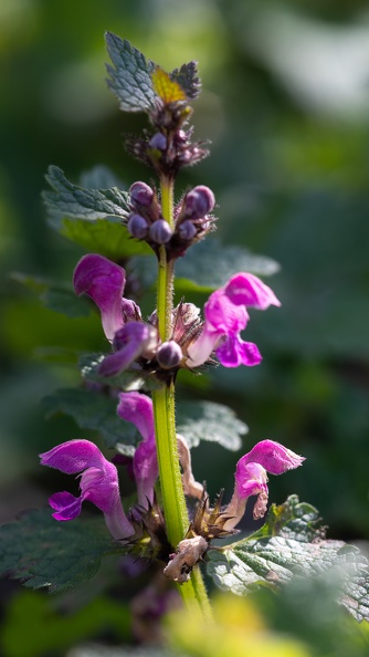 Blüten der gefleckten Taubnessel,sie wächst häufig auf feuchten Ruderalflächen,Waldrändern und an Hecken bluete_gefleckte_taubnessel_0626.jpg