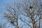Bussardhorst