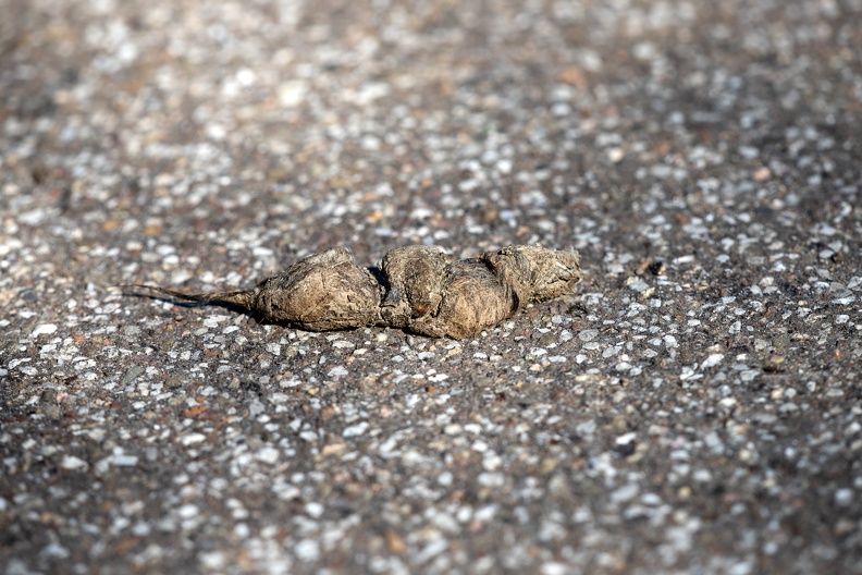Als Gewölle oder Speiballen werden die vor allem von Eulenvögeln und Greifvögeln, aber auch von vielen anderen Vogelarten ausgewürgten unverdaulichen Nahrungsreste (Knochen, Federn) bezeichnet.Bei diesem alten Gewölle ist die Zuordnung zu einer Vogelart schwierig,es wird sich wohl um ein Mäusebussardgewölle handel,in geringer Entfernung vom Fundort brütet ein Paar Mäusebussarde gewoelle_turmfalke_0588.jpg