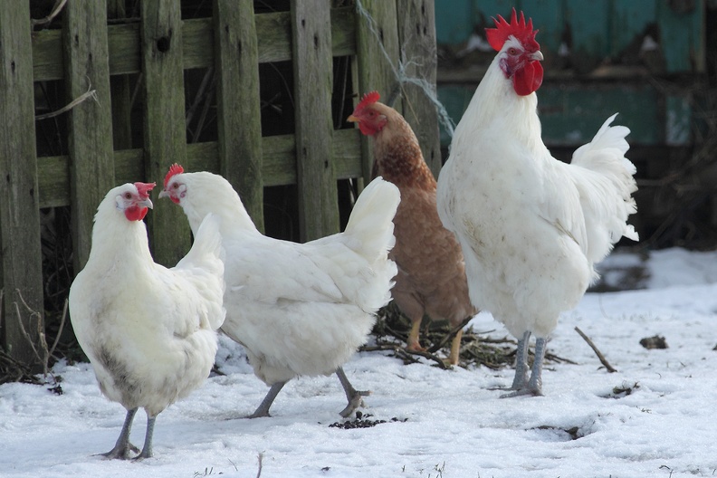 Haushühner im Schnee