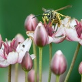 Wespe auf Schwanenblume