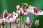 Wespe auf Schwanenblume