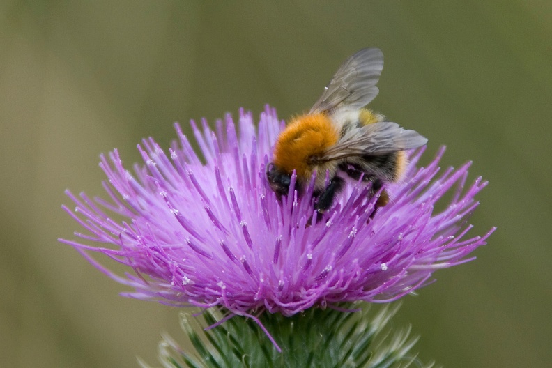 Hummel auf Distelblüte