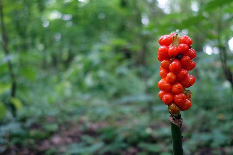 Aronstab im Wald