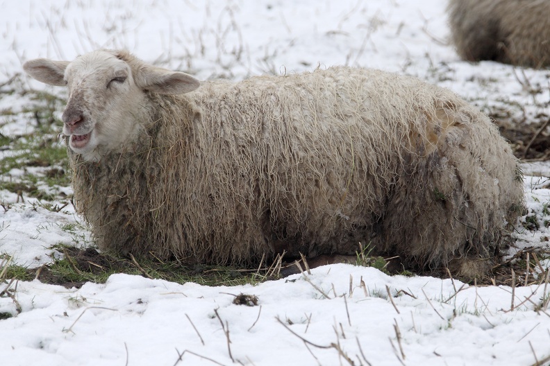 Schaf im Schnee