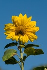 Sonnenblume