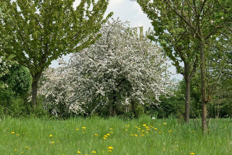 Kirschbaum in Streuobstwiese