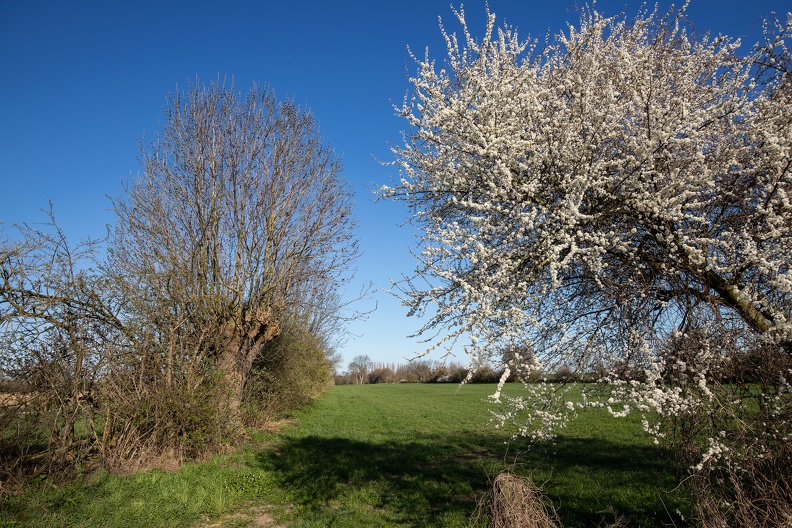 Hecke und Weißdorn