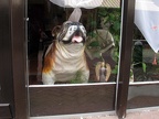 Der Engel im Fenster