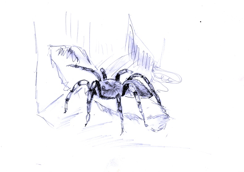 Vogelspinne