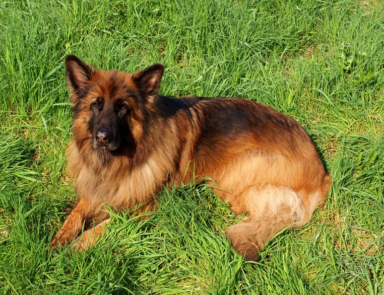 Davids Schäferhund überwacht die Arbeiten in der Außenanlage. schaeferhund.jpg