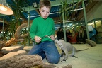 Nashornleguan füttern