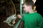 Fressender Leguan