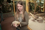 Bartagame auf Hand