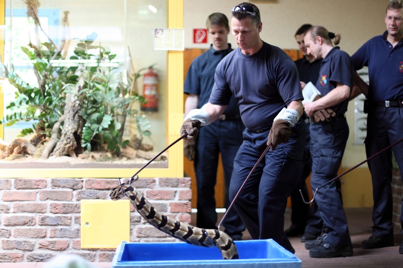 Ein Feuerwehrmann übt das Handling mit Giftschlangen. Die Feuerwehr hat die Aufgabe auch gefährliche Tiere zu retten. http://www.feuerwehr-essen.com/ feuerwehr_1798.jpg