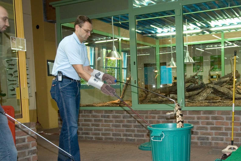 Waldklapperschlange am Haken