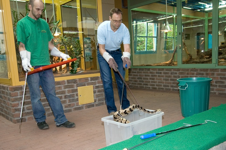 Klapperschlange an 2 Haken