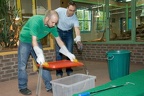 Schlange in Kiste (2916 visits) Klapperschlangen werden in großen Kunststoffkisten transportiert. Schlange in Kiste
