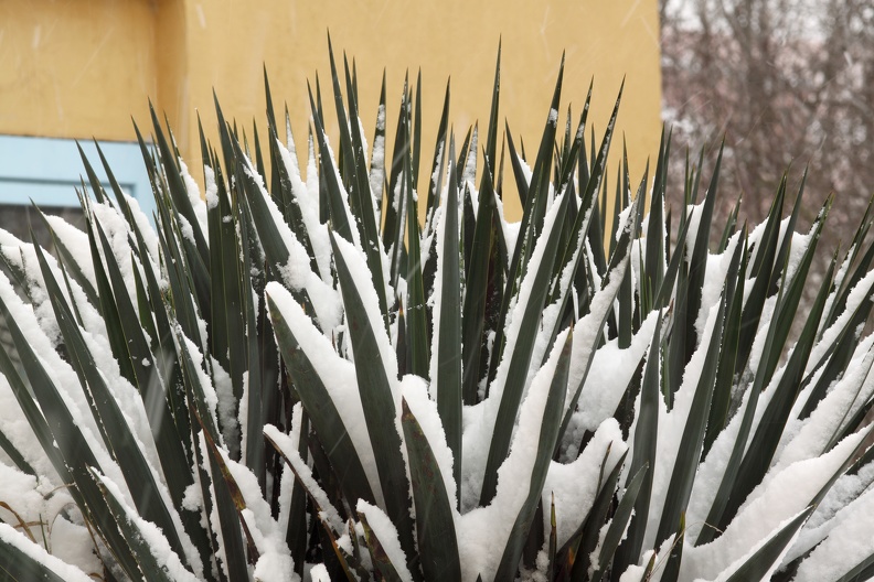 Agave im Schnee