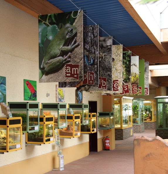 Der aufmerksame Betrachter kann durch die Betrachtung aller Poster das Wort Amphibiensterben zusammen bauen. Die Fotos sind von Benny Trapp, Dirk Vorbusch, Volker Kelleter und Frank Bick. Die Aktion wird von der Zooschule Rheinberg e.V. durchgeführt. amphibposter_8957.jpg