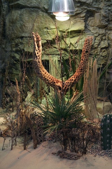 Die Einrichtung der Terrarien wird regelmäßig neu gestaltet, dies ist nicht nur für die Besucher schön, sondern auch für die Tiere interessant. terrarium_0607.jpg