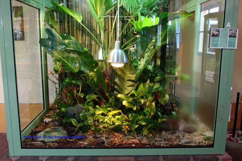 terrarium_bitis_9960.jpg