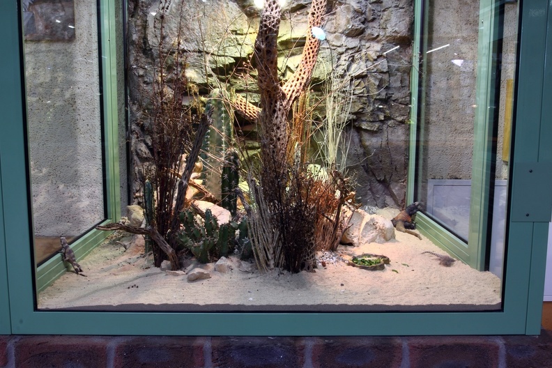 Terrarium Chuckwalla