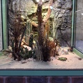 Terrarium Chuckwalla