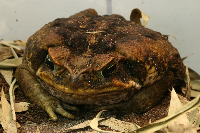 Die Aga-Kröte gehört zu den größten Froschlurchen der Welt. Große Exemplare dieser Art erreichen Körperlängen von über 22 Zentimetern. aga_kroete.jpg