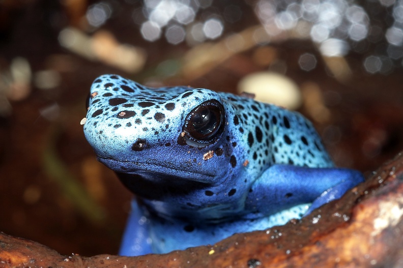 Azurblauer Baumsteiger