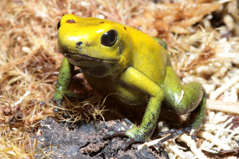 Zweifarbiger Blattsteiger