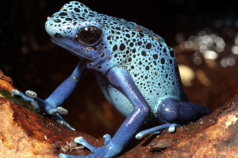 Azurblauer Pfeilgiftfrosch