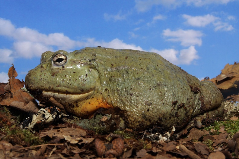 Pyxicephalus adspersus