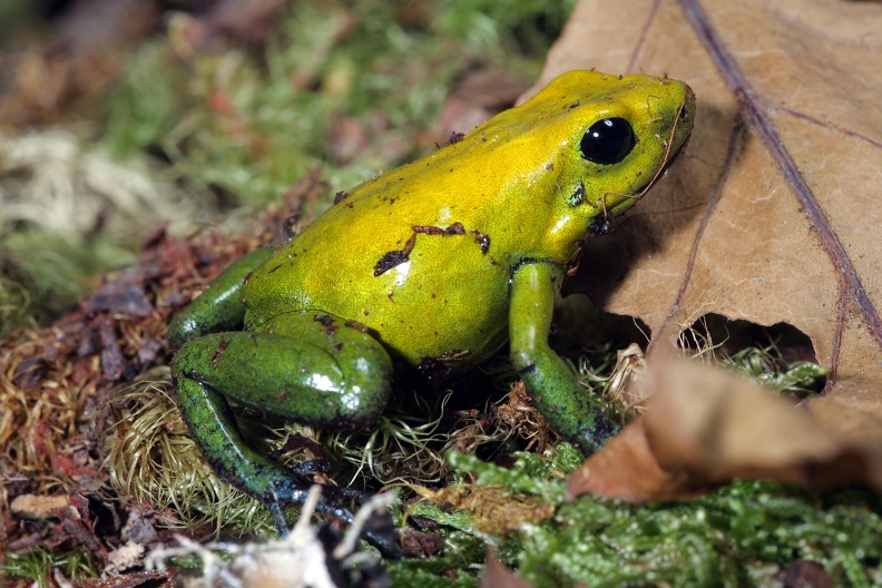 Phyllobates bicolor