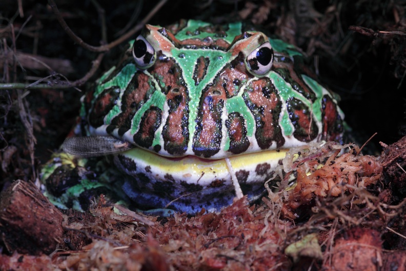 Fressender Schmuckhornfrosch