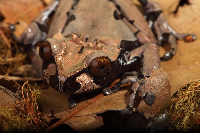 Kronenlaubfrosch