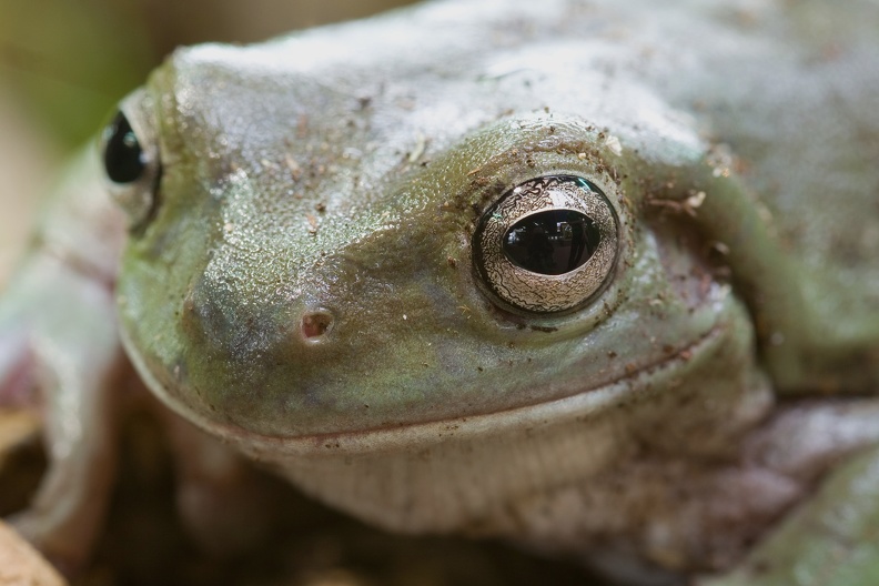 Porträt Korallenfinger- Laubfrosch