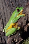 Agalychnis spurelli