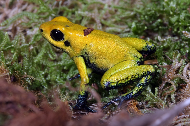 Dendrobates terribilis