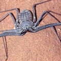 Geißelspinne